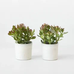 Geldboom - Set van 2 - Crassula ovata - Hoogte 15-25 cm - ø 12 cm