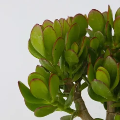 Geldboom - Set van 2 - Crassula ovata - Hoogte 15-25 cm - ø 12 cm