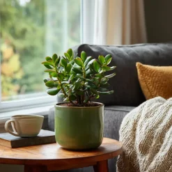 Geldboom - Set van 2 - Crassula ovata - Hoogte 15-25 cm - ø 12 cm