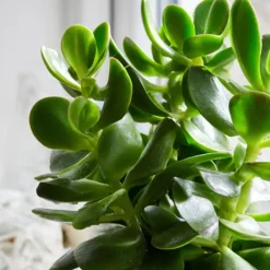 Geldboom - Set van 2 - Crassula ovata - Hoogte 15-25 cm - ø 12 cm