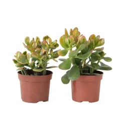 Geldboom - Set van 2 - Crassula ovata 'Sunset' - Hoogte 15-20cm - ⌀12cm