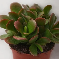 Geldboom - Set van 2 - Crassula ovata 'Sunset' - Hoogte 15-20cm - ⌀12cm