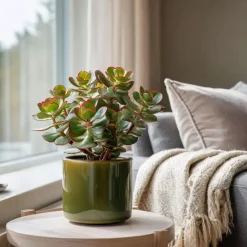 Geldboom - Set van 2 - Crassula ovata 'Sunset' - Hoogte 15-20cm - ⌀12cm