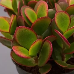 Geldboom - Set van 2 - Crassula ovata 'Sunset' - Hoogte 15-20cm - ⌀12cm