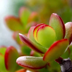 Geldboom - Set van 2 - Crassula ovata 'Sunset' - Hoogte 15-20cm - ⌀12cm