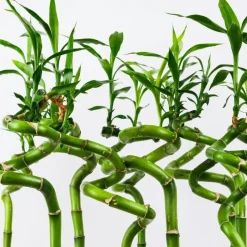 Geluksbamboe - Set van 12 - Dracaena sanderiana - Hoogte 40-50cm - ⌀2cm