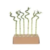 Geluksbamboe - Set van 6 - Dracaena sanderiana - Hoogte 40-50cm - ⌀2cm