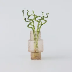 Geluksbamboe - Set van 6 - Dracaena sanderiana - Hoogte 40-50cm - ⌀2cm