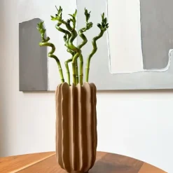 Geluksbamboe - Set van 6 - Dracaena sanderiana - Hoogte 40-50cm - ⌀2cm