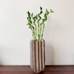 Geluksbamboe - Set van 6 - Dracaena sanderiana - Hoogte 40-50cm - ⌀2cm