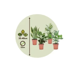 Gemakkelijke kamerplanten - Set van 4 - Hoogte 25-40cm - ⌀12cm