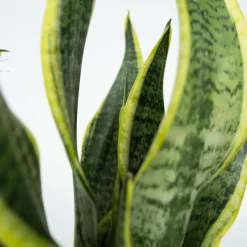 Gemakkelijke kamerplanten - Set van 4 - Hoogte 25-40cm - ⌀12cm