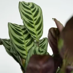 Gemakkelijke kamerplanten - Set van 4 - Hoogte 25-40cm - ⌀12cm