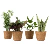 Gemakkelijke kamerplanten - Set van 4 incl. mand - Hoogte 25-40cm - ⌀12cm