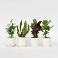 Gemakkelijke kamerplanten - Set van 4 incl. mand - Hoogte 25-40cm - ⌀12cm