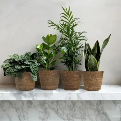 Gemakkelijke kamerplanten - Set van 4 incl. mand - Hoogte 25-40cm - ⌀12cm