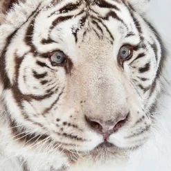 Good Morning Witte Tijger Flanel Debedovertrek Off-white-2-persoons (200 x 20...