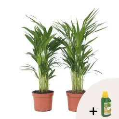 Goudpalm met voeding - Set van 2 - Dypsis lutescens - Hoogte 60-70cm - ⌀17cm