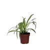 Graslelie - Chlorophytum comosum 'Atlantic' - Hoogte 25-40cm - ⌀12cm