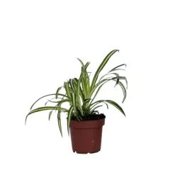Graslelie - Chlorophytum comosum 'Atlantic' - Hoogte 25-40cm - ⌀12cm
