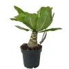 Hawaiipalm - Brighamia insignis - Hoogte 25-35cm - Pot 12cm