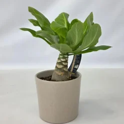 Hawaiipalm - Brighamia insignis - Hoogte 25-35cm - Pot 12cm