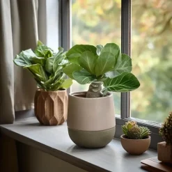 Hawaiipalm - Brighamia insignis - Hoogte 25-35cm - Pot 12cm