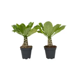 Hawaiipalm - Set van 2 - Brighamia 'Insignis' - Hoogte 25-35cm - ⌀12cm
