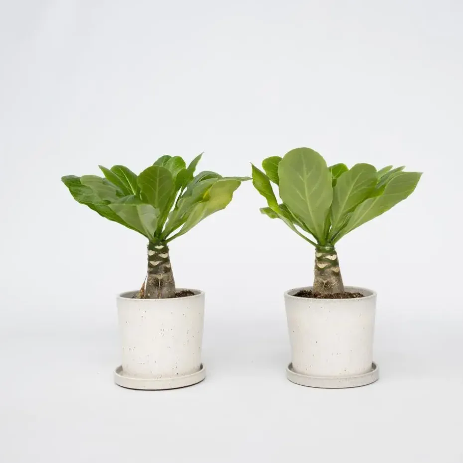 Hawaiipalm - Set van 2 - Brighamia 'Insignis' - Hoogte 25-35cm - ⌀12cm