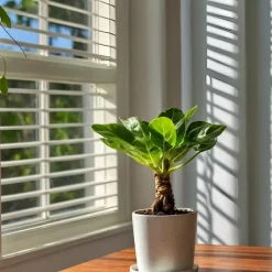 Hawaiipalm - Set van 2 - Brighamia 'Insignis' - Hoogte 25-35cm - ⌀12cm