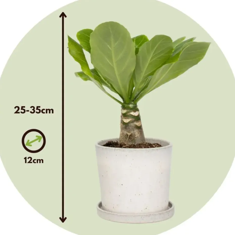 Hawaiipalm - Set van 2 - Brighamia 'Insignis' - Hoogte 25-35cm - ⌀12cm