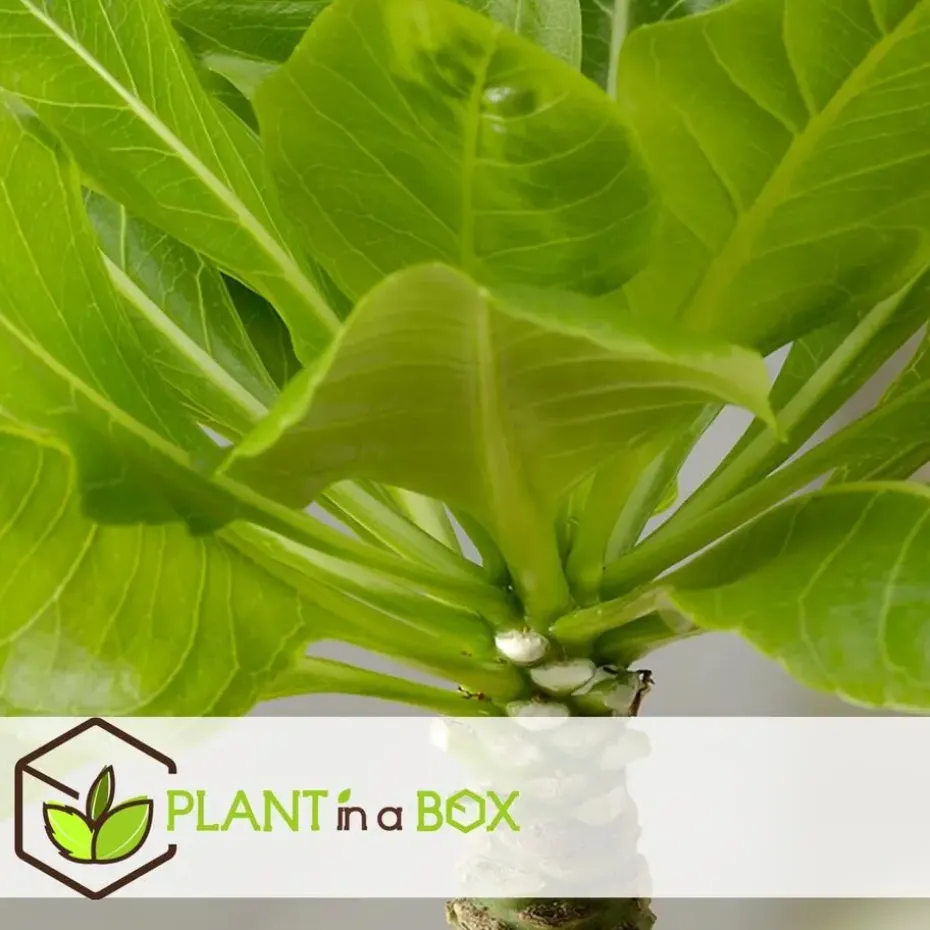 Hawaiipalm - Set van 2 - Brighamia 'Insignis' - Hoogte 25-35cm - ⌀12cm