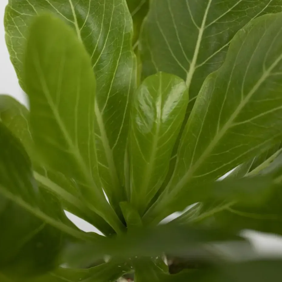 Hawaiipalm - Set van 2 - Brighamia 'Insignis' - Hoogte 25-35cm - ⌀12cm