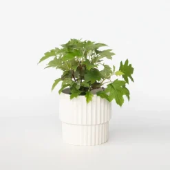 Hortensia - Hydrangea quercifolia 'Toy Soldier' - Hoogte 25-40cm - ⌀19cm