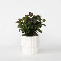 Hortensia - Hydrangea serrata 'Dare Devil' - Hoogte 25-40cm - ⌀19cm