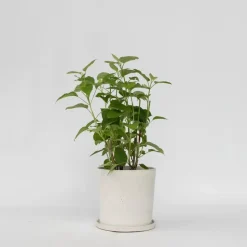 Hortensia - Hydrangea 'Strong Annabelle' - Hoogte 30-40cm - ⌀19cm