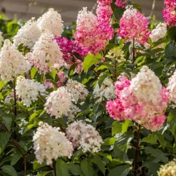 Hortensia - Set van 24 - Hortensia paniculata - Hoogte 25-35cm - ⌀9cm