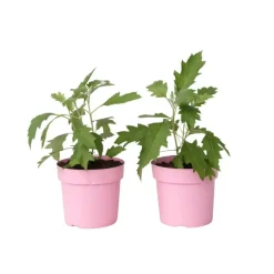 Hortensia - Set van 2 - Hydrangea 'Ice Crystal' - Hoogte 25-40cm - ⌀19cm