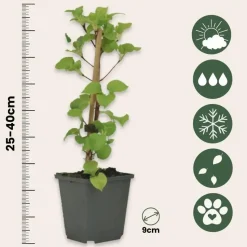 Hortensia - Set van 6 - Hydrangea anomale petiolaris - Hoogte 25-40cm - ⌀9cm