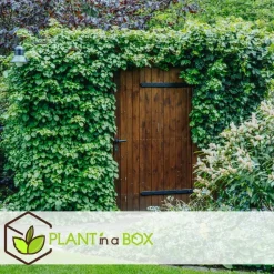 Hortensia - Set van 6 - Hydrangea anomale petiolaris - Hoogte 25-40cm - ⌀9cm