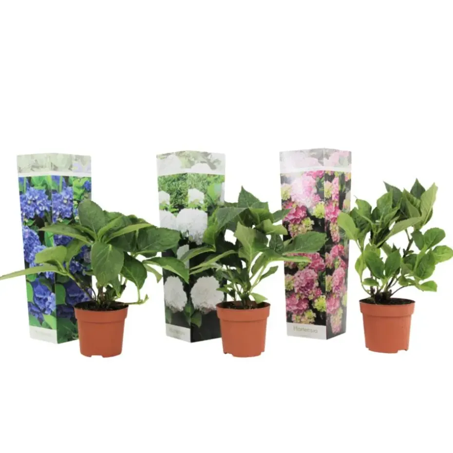 Hortensia - Set van 3 - Hydrangea macrophylla - Hoogte 25-40cm - ⌀9cm