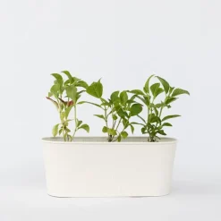 Hortensia - Set van 3 - Hydrangea macrophylla - Hoogte 25-40cm - ⌀9cm