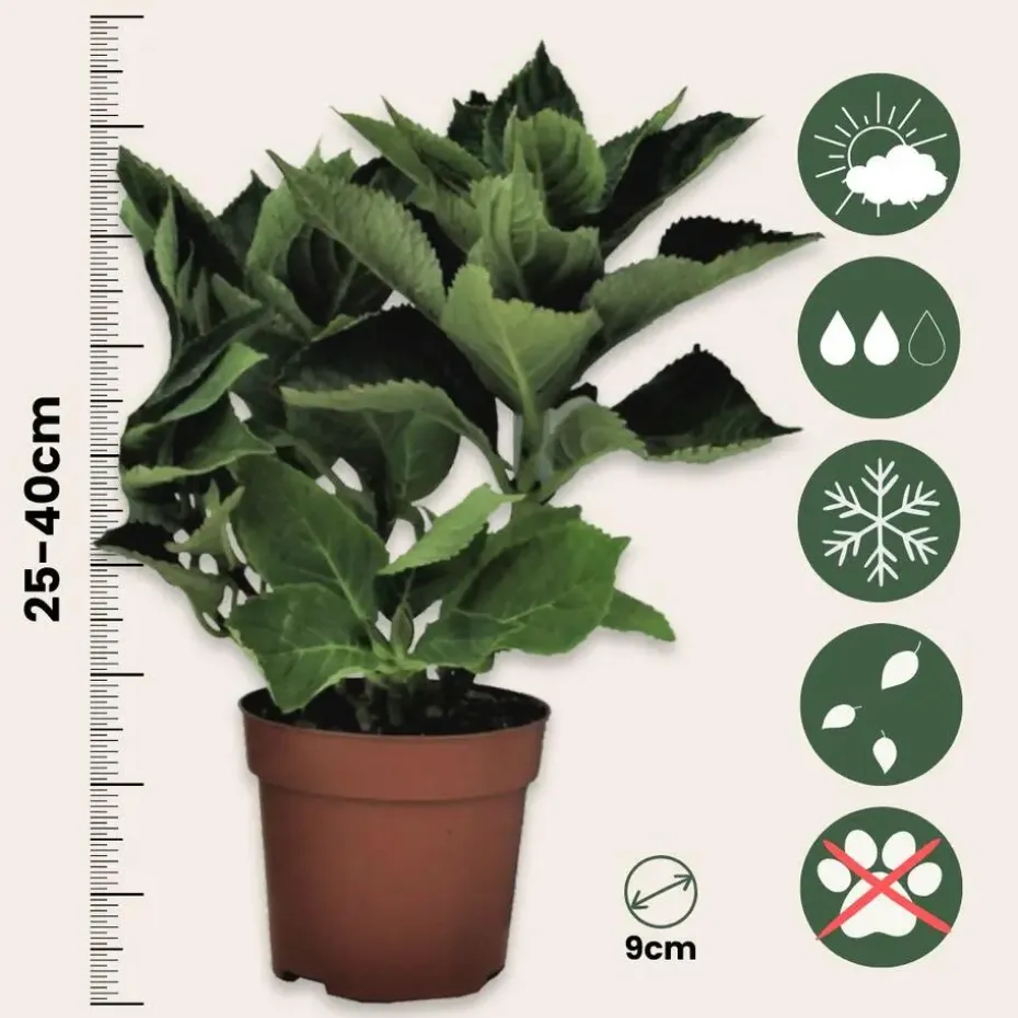 Hortensia - Set van 3 - Hydrangea macrophylla - Hoogte 25-40cm - ⌀9cm