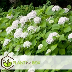 Hortensia - Set van 3 - Hydrangea macrophylla - Hoogte 25-40cm - ⌀9cm