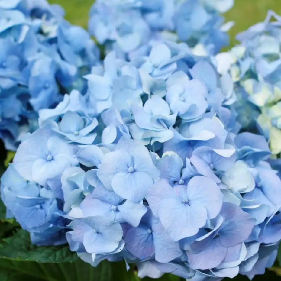 Hortensia - Set van 3 - Hydrangea macrophylla - Hoogte 25-40cm - ⌀9cm