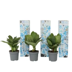 Hortensia - Set van 3 - Hydrangea macrophylla 'Bavaria' - Hoogte 25-40cm - ⌀9cm