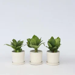 Hortensia - Set van 3 - Hydrangea macrophylla 'Bavaria' - Hoogte 25-40cm - ⌀9cm