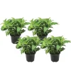 Hortensia - Set van 4 - Hydrangea serrata 'Summerglow' - Hoogte 25-40cm - ⌀19cm
