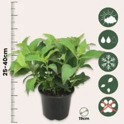 Hortensia - Set van 4 - Hydrangea serrata 'Summerglow' - Hoogte 25-40cm - ⌀19cm