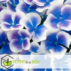 Hortensia - Set van 6 - Hydrangea macrophylla 'Bavaria' - Hoogte 25-40cm - ⌀9cm